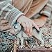 Safari Ltd. Gray Wolf Toy Figurine - Detailed 4.8
