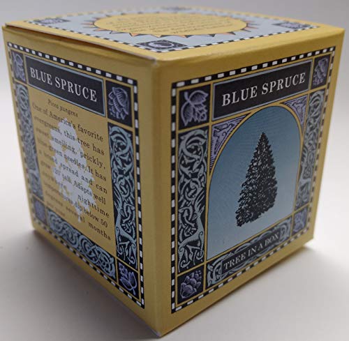 Tree In A Box - Blue Spruce #TOP30