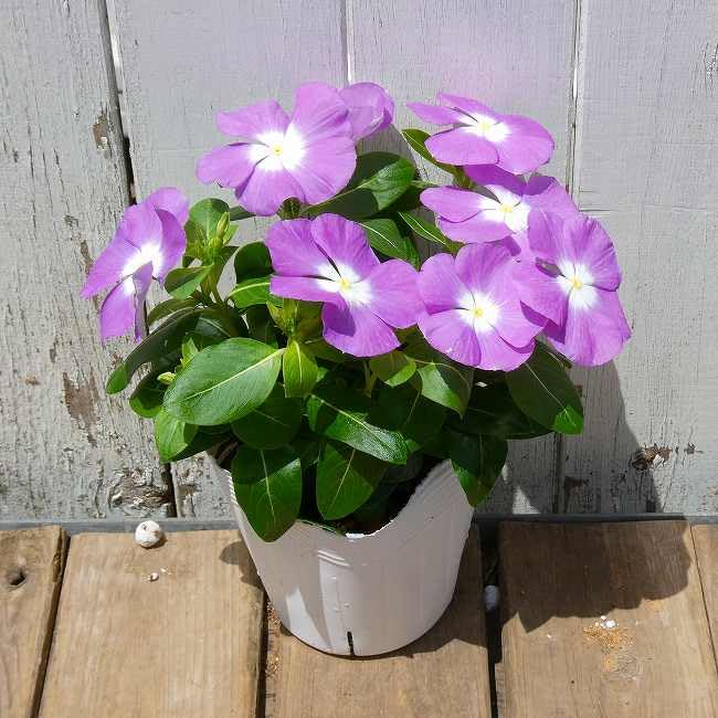Amazon.co.jp: 日々草 苗 タイタン ラベンダーブルーバロー 薄紫 花苗