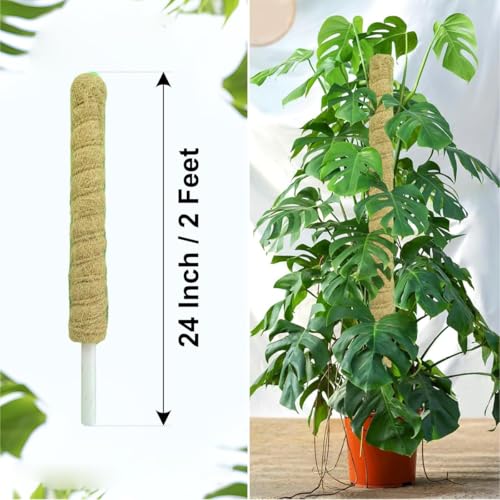 Image of Natural Moss Stick for Climbing Plants, Strong Support for Money Plant, Monstera, Pothos, Indoor Outdoor Use, Manual, 50 Grams (2, 2 Feet)