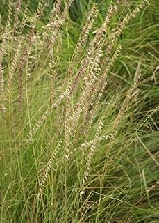 Blue Grama (Bouteloua gracilis), Seed Packet, True Native Seed