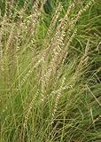 Blue Grama (Bouteloua gracilis), Seed Packet, True Native Seed