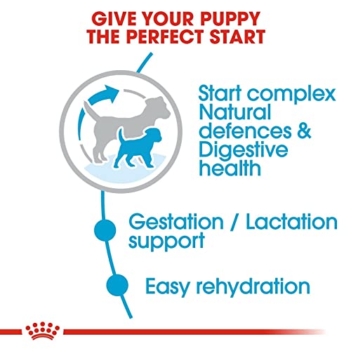 Royal Canin Mini Starter Mother & Babydog | 4 kg | Alleinfuttermittel für kleine Hunde | Trockenfutter für Hündinnen im letzten Drittel der Trächtigkeit und während der Säugezeit