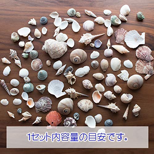 Amazon.co.jp: 天然 貝殻 セット 詰め合わせ ミックスシェル