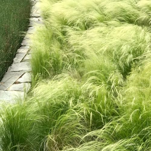 Semillas de pasto pluma, Stipa tenuissima, Las plantas de balcón son plantas perennes resistentes. semillas de plantas de hierba de plumas, semillas de jardin plantas en macetas 500pcs