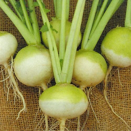 Plant World Seeds - Turnip Manchester Market Seeds (Vegetable Seeds)