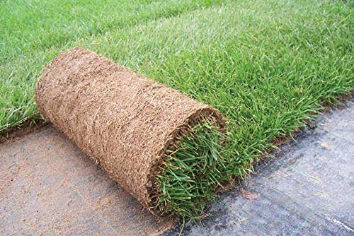 Echt gazon, klaar op rollen van 10 m², 1e keuze uit natuurlijk gras, geen kunstgras (20 rollen) voor de tuin - Afbeelding 3