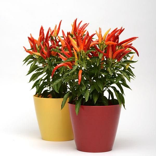 JIGNISHASEEDS Pepper Chilli Hybrid Bengali Surajmukhi Type Home Gardern Seeds (Pack Of 50) (B0B4SWBRPF) Amazon Price History, Amazon Price Tracker