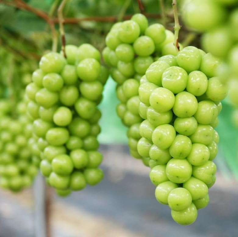 Niagara Bunch Grape Vine 2 Year Old Vine, Grapefruit Tree Cold Ha...