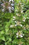 Koreanische Abelie - Abelia mosanensis