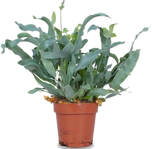 Helecho Estrella Azul Planta Natural de Interior o Exterior