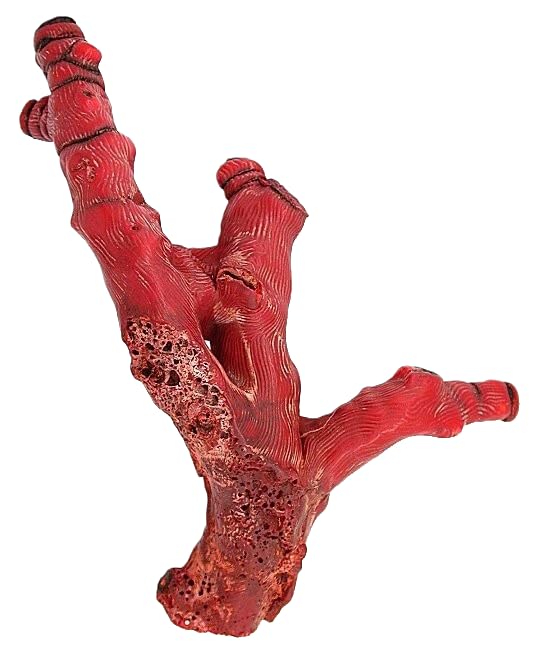 226 Gram 6 x 4 1/5 Inch Dyed Red Coral Branch Specimen Gemstone Gem CB7/41825