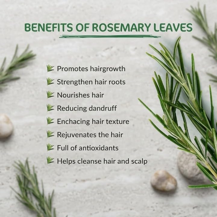 Rosemary Leaves Organic for Hair Growth - 100gm | Rosemary Leaves for Food Seasoning Perfect for Gifting