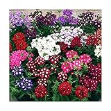 Seeds & Plants Shop by Ipsa