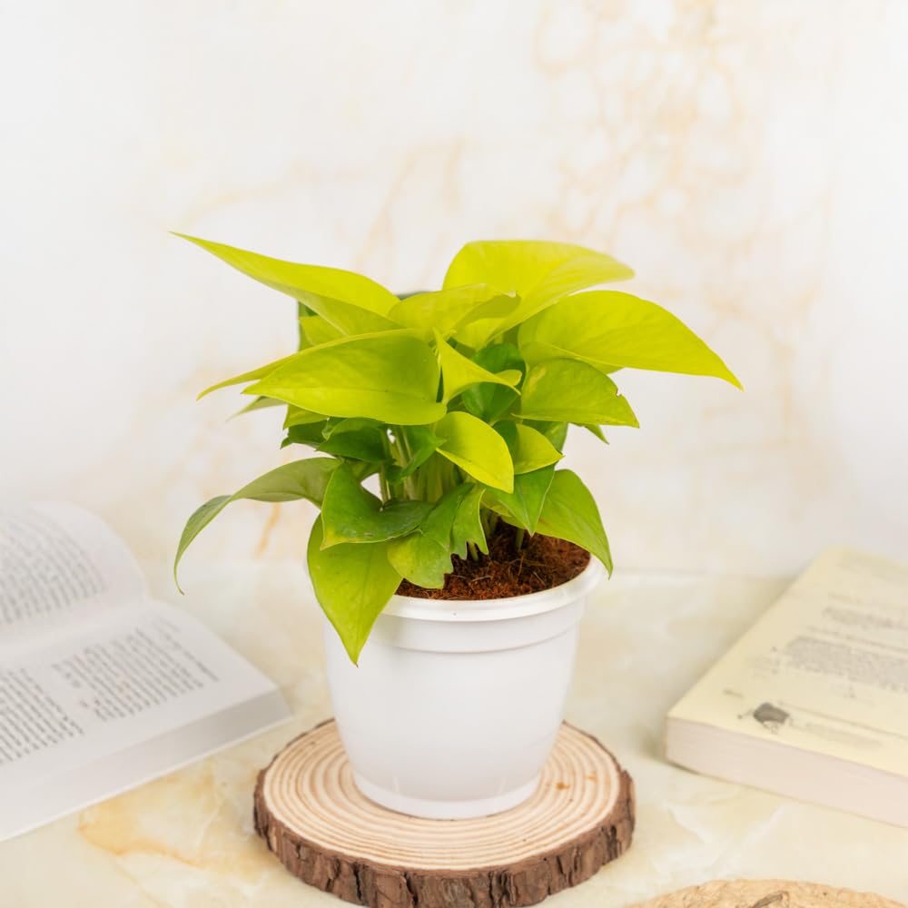 Treevayu Money Plant Golden 2