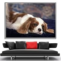 Amazon | キャバリア・キング・チャールズ・スパニエルのかわいい