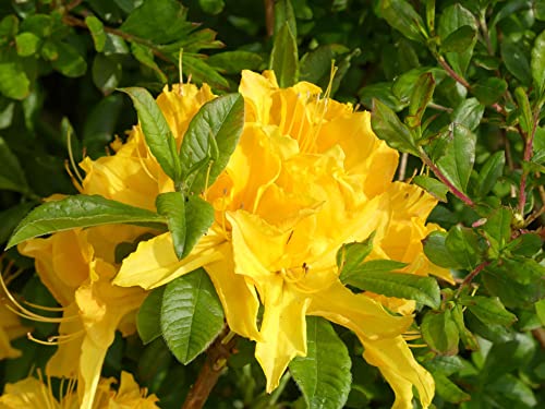 Sommergrüne Azalee Goldstück - Rhododendron luteum Goldstück- 40-50cm