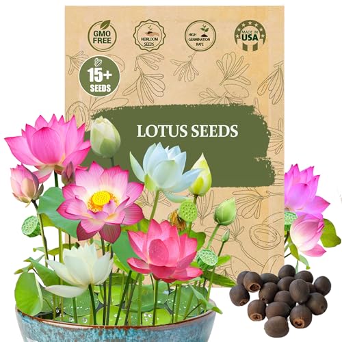 Rare Lotus Seeds for Planting – 15 Pre-Cut Bonsai Lotus Flower Se...