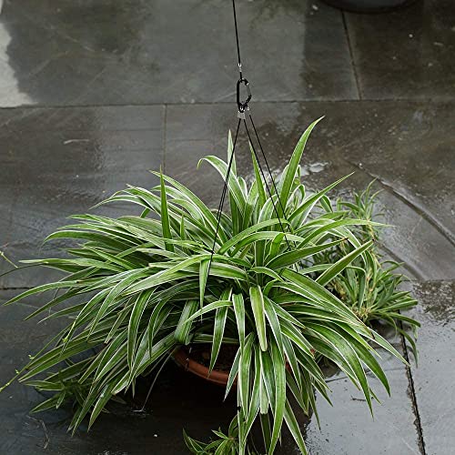 Oaky Heavy-Duty Pot Hanging Wire Rope Extension for Pots Plants Flower Basket Multipurpose Hangers for Indoor/Outdoor Balcony Garden Lights/Lamps (Thickness,5MM Red) (3 Feet, 6)