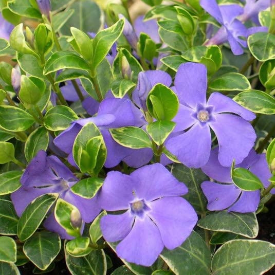 Chains Violet Bigleaf periwinkle (Vinca major) Flower all Season Live Plant pack of 1 (B0BYKGBLGT) Amazon Price History, Amazon Price Tracker
