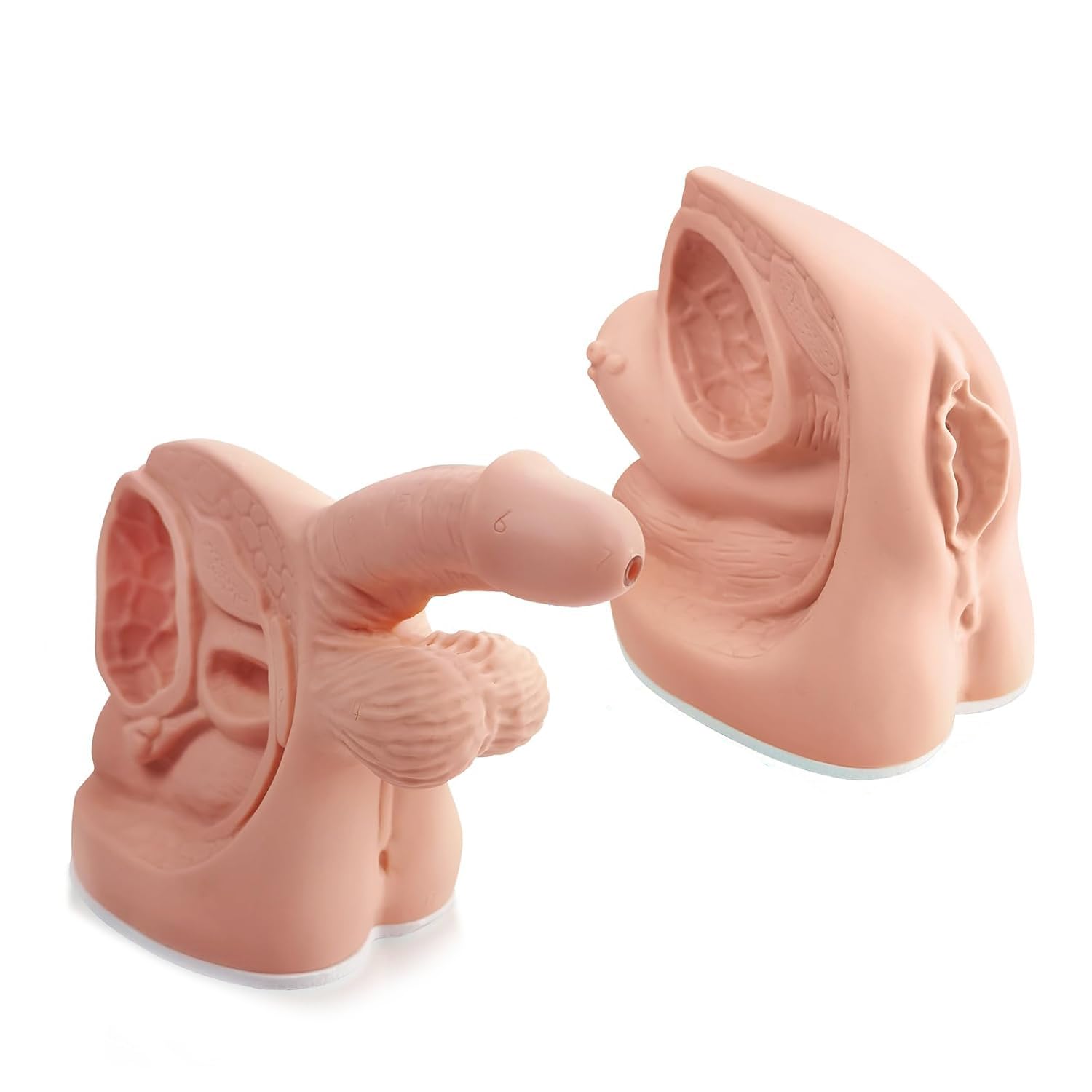 Anatomía Masculina Femenina Modelos De Cateterismo 2 Pcs Modelos De Anatomía Genital Externa Interna para Enseñanza Clínica Educación Médica Formación Práctica
