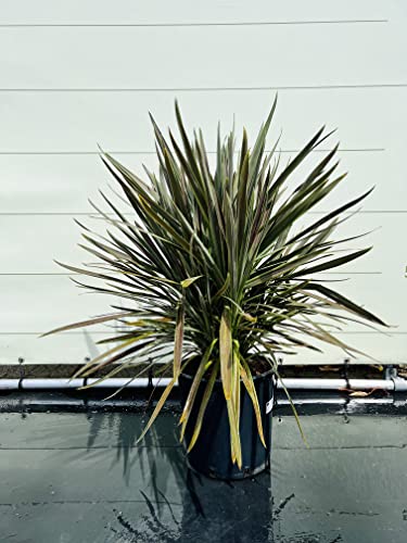 Tropictrees cordyline chocolade 100cm - Afbeelding 3