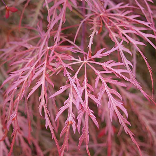 Laceleaf Weeping Maple Seeds 'Red Dragon' Japanese Maple Low Maintenance Rabbit Resistant Showy Border Patio Garden Outdoor 5Pcs Tree Seeds By Yegaol Garden #TOP1