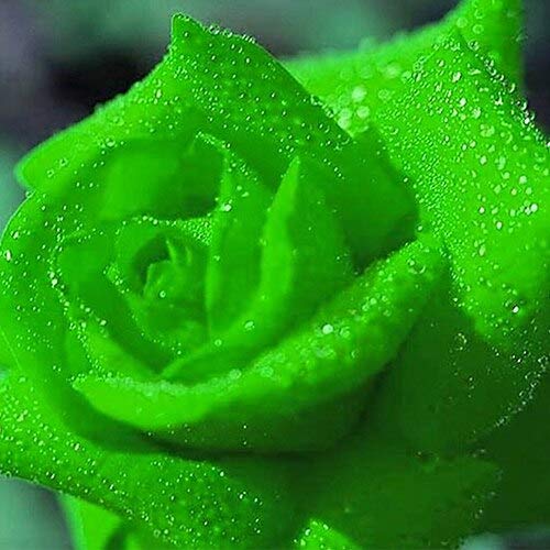 Green : Colorful Rose Flowers Seeds Plants Home Garden Art 58Wp