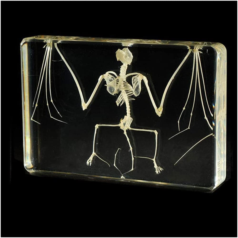 Taxidermie d'insectes animaux de spécimens réels de chauve-souris, avec motif d'intégration de squelette d'animal en os naturel, cadeau de collection biologique d'approvisionnement, 210 * 100 * 43 mm