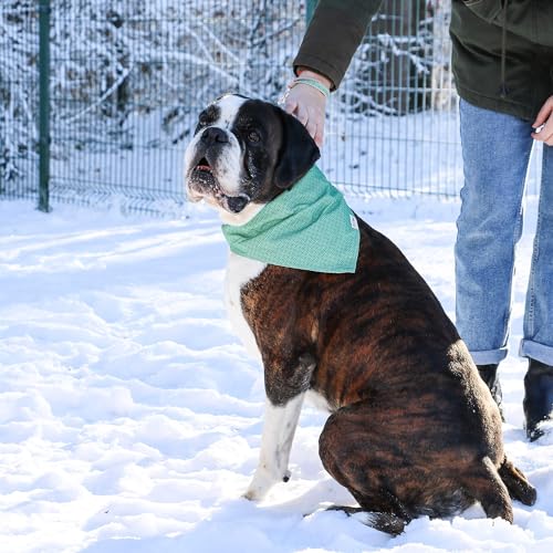 Pettsie Hundehalstuch mit Halsband und Freundschaftsarmband, Verstellbare Größen S, M, und L, Abnehmbares Bandana Tuch, Attraktive Verpackung, Hundeliebhaber, L, Grün