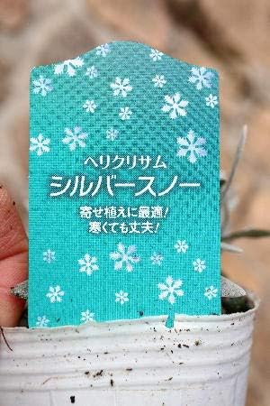 Amazon 常緑多年草 カラーリーフ ヘリクリサム シルバースノー ラベル付き2 5号苗 花