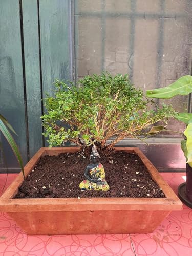 Image of Earthen Pot Terracotta Bird Bath,Square Shape Earth Brown