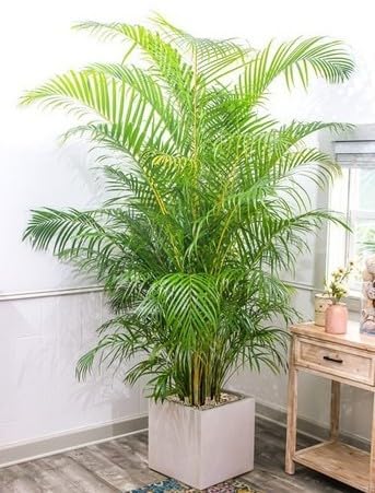 Areca Palm Live Indoor Plant with Natural Tropical Look and Feather Like Leaves for Home Garden and Interior Spaces, pack of 1