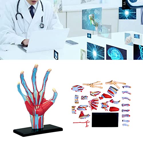 Squelette main humaine 4D complet pour visualiser vaisseaux et nerfs