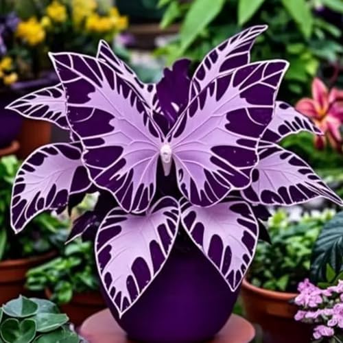 Schmetterlingsgeraniensamen gentechnikfrei duftende Bestäuberblumen dürreresistente Pelargoniensamen für die Topfbepflanzung im Garten E 500 Stück