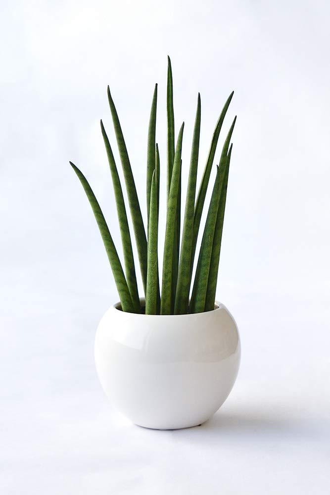 観葉植物 羽状葉 約120cm 白ポット 観葉植物 羽状葉 約120cm 白ポット