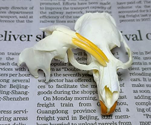 Animal Specimen Real Animal Skull Specimen Taxidermy Cleaned Skull Collection Fox, cat, Mink, Crocodile, Dog, Raccoon, Snake, Rabbit, Goat ，Muskrat，Nutria，Fox's paw (10pcs,Muskrat)