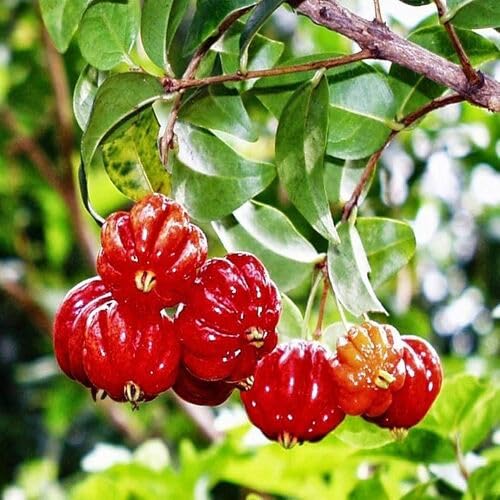 Semillas de fruta de pitanga rojas 40 piezas