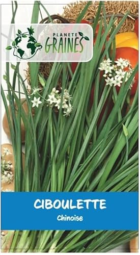 300 graines de Ciboulette Chinoise - Facile à Cultiver !