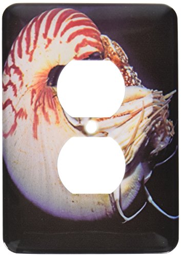 Nautilus pompilus couverture de sortie décorative Papouasie