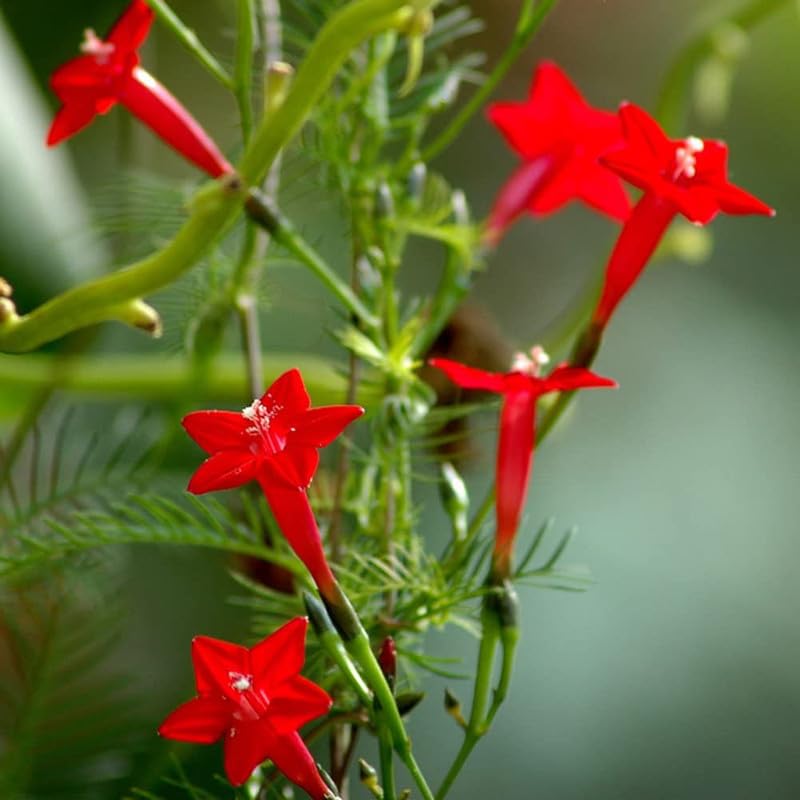 Indian Cypress Vine Mix Color Flower plant (Pack of 1 Healthy Live Plant)