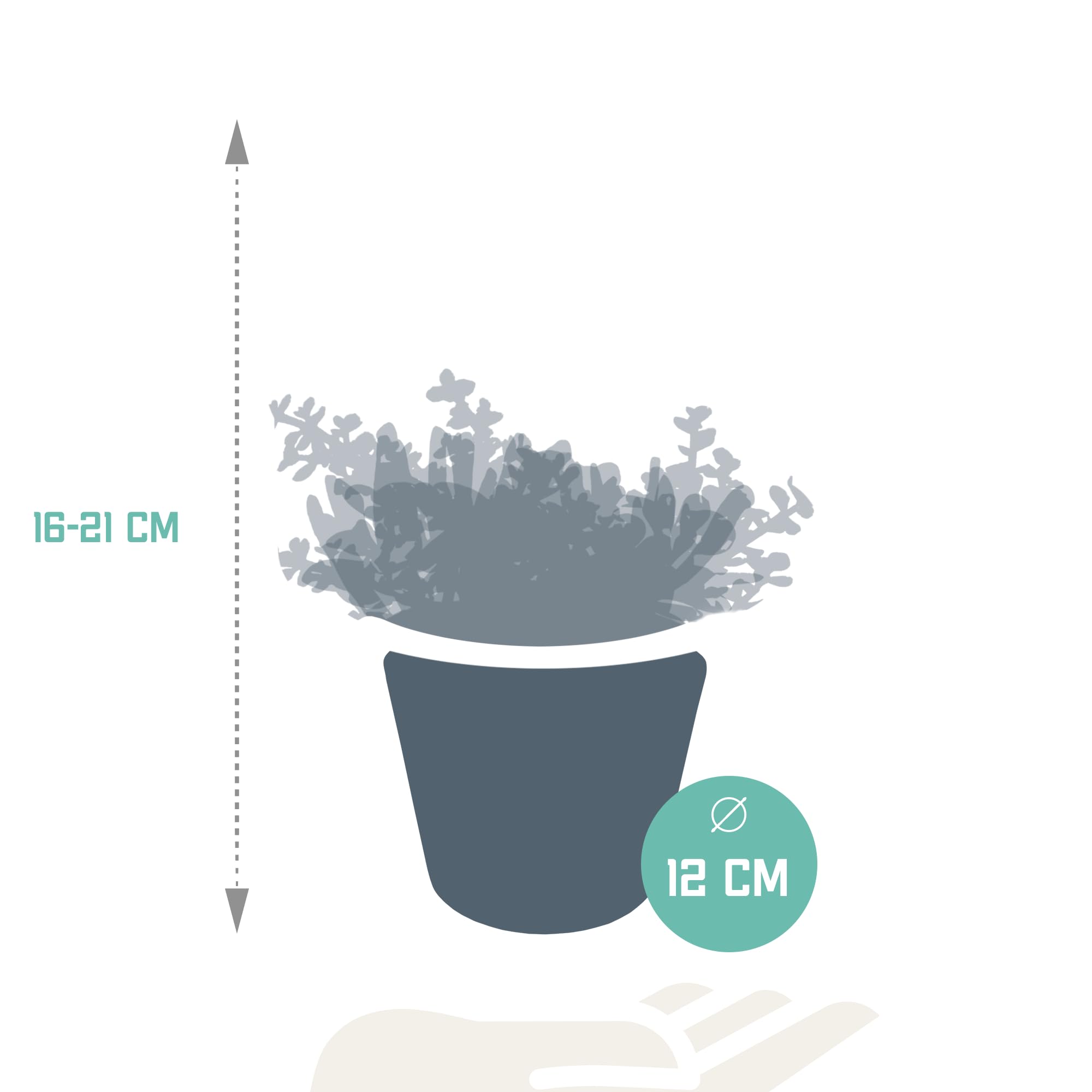 Mix di Piante Grasse Crassula da Interno con Vaso Bianco, Set da 3, 10.5 cm