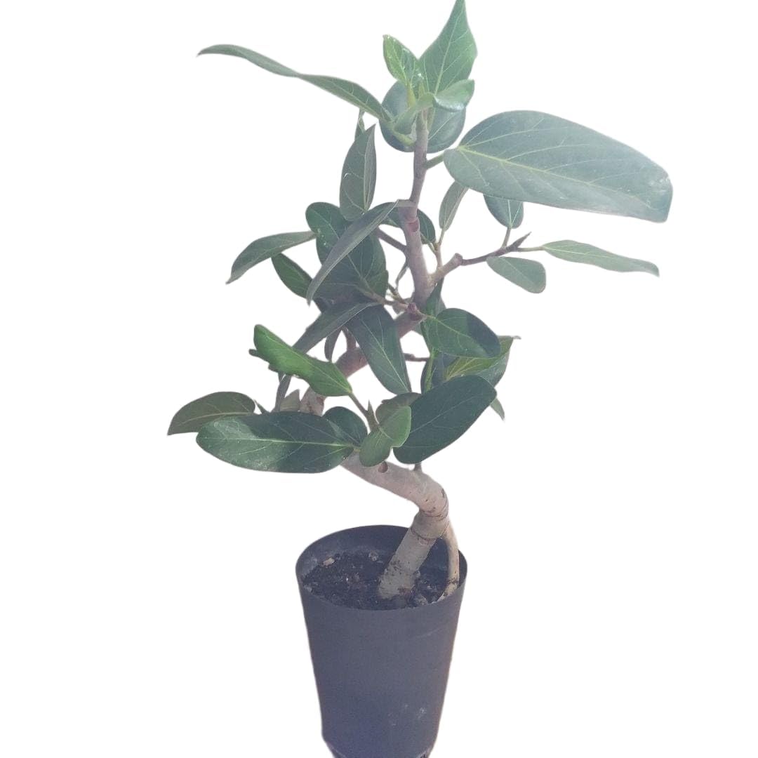 逸品！②フィカス・ベンガレンシス曲がり観葉植物‼️樹形綺麗！高さ135◎！幹極太 Amazon｜フィカス・ベンガレンシス曲がり 観葉植物 樹形綺麗 幹太 高さ
