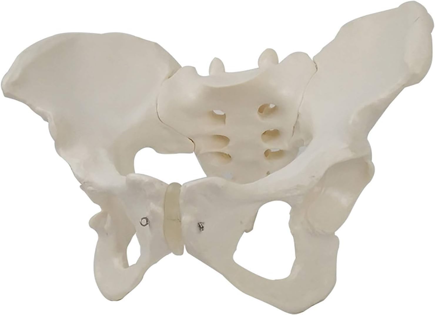 Modele Anatomiczne Żeńskie Modele Miednicy Anatomiczne Duże Stawy Miednicy Piszczel-Struktura Matki Położnictwo Wyświetlacz Wyświetlanie Medycyny Nauczania