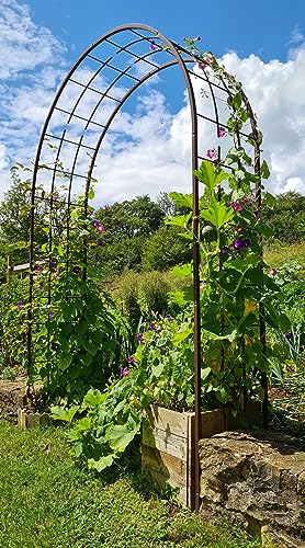 Louis Mühle 3006 Rosenbogen für Kletterpflanzen Metall Eisen antik 180 x 50 x 250 cm, Fer vieilli