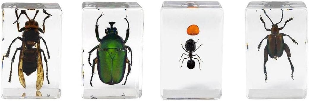Celestron Real 3D Wasp, Ant, Chafer & Beetle Resin Specimen Set