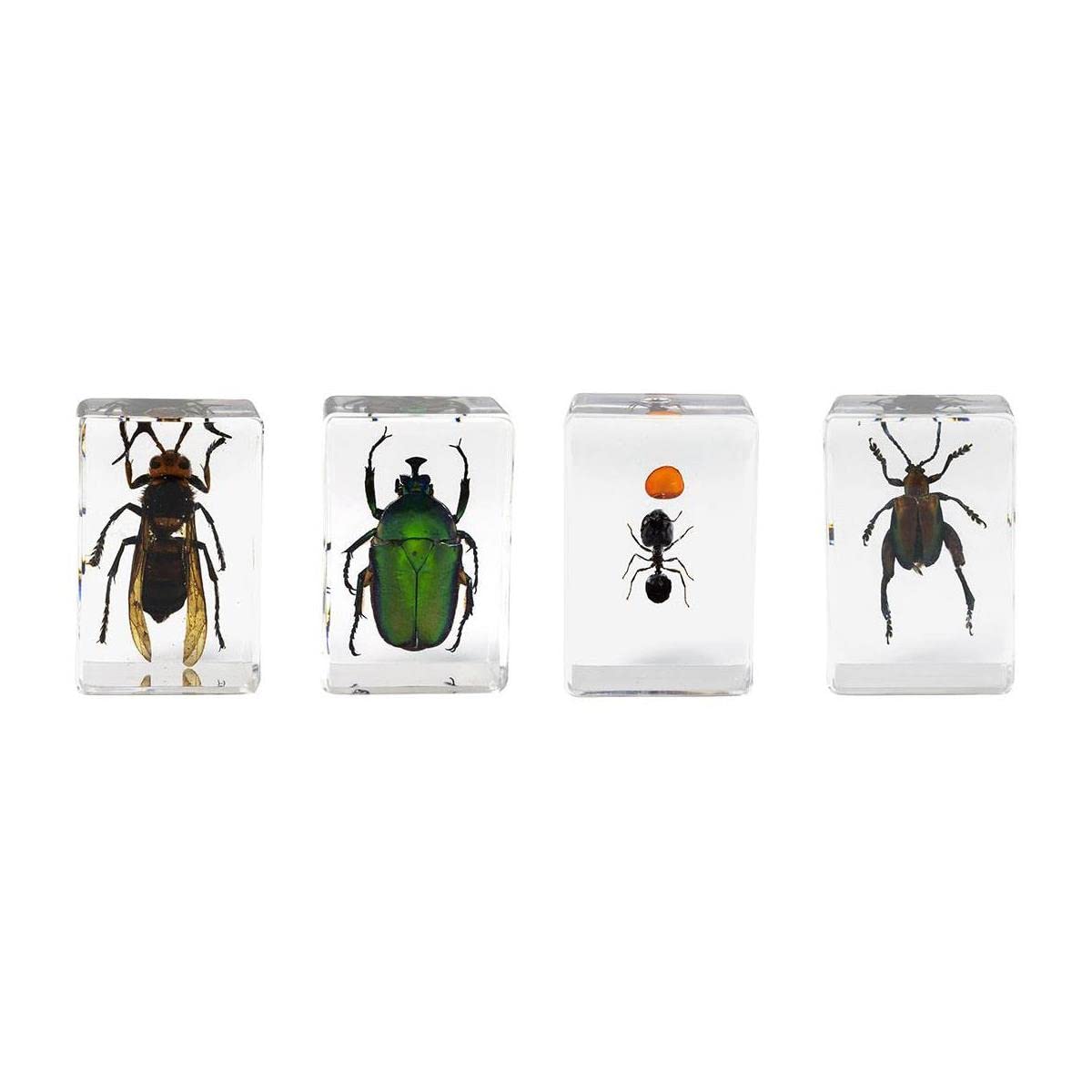 Celestron – Real 3D Bugs in Clear Resin – 4pc Set Includes Wasp, Ant, Chafer, and Beetle Specimens – Perfect for Science Eduction and Classroom – Use
