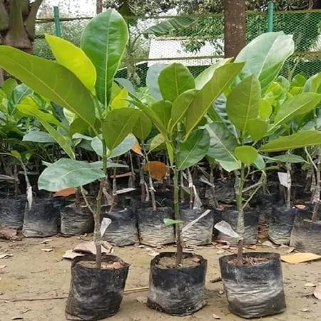 Image of G- All-Time 12 Months Hybrid (GRAFTED) Live Fruit Plant Original & Authentic Organic Tree for Outdoor Fast-Growing Fruit Plant Home Gardens Sweet Healthy Plant Pack Of-1 (Red Jackfruit Plant, Medium)