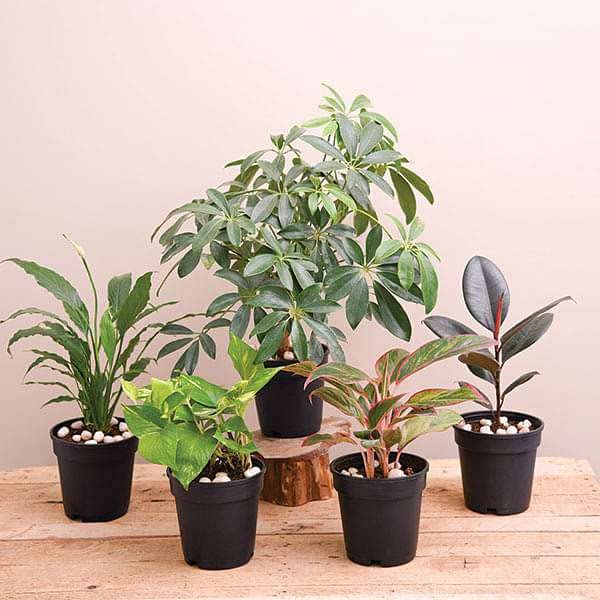 Mphmi Seedless Plant Low Maintenance Plants NASA Top 5 Indoor Plants for Oxygen, Rubber Tree, Peace Lily, Aglaonema siam Money Plant, (B0CWF6MDX6) Amazon Price History, Amazon Price Tracker