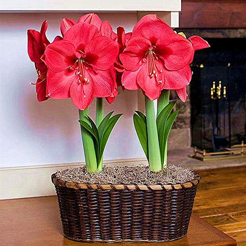 2Pcs Amaryllis Bulbs Exotic Beautiful Perennial Blooming Indoor Flowering Decoration Hippeastrum Bulb for Gardening Flowers